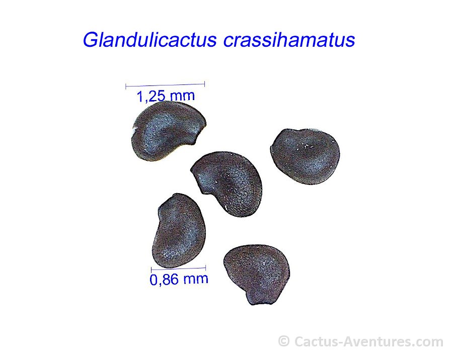 Glandulicactus crassihamatus